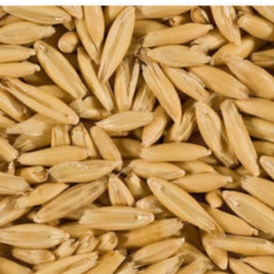 Hay Oat Seed
