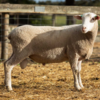 Under Auction - Lot 14 Highlander Ram 191260  (DLE Ram Auction A100 - 10th Sept via Auctionsplus) 