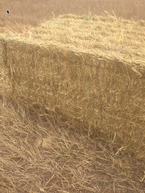 Wheaten Hay   3000 mt + Freight