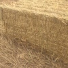 Wheaten Hay   3000 mt + Freight