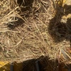 200 x Oaten Hay 4x4 Rolls