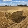 Barley Straw 8x4x3 (approx 500kg) 1000 x Bales