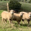 Ryeland rams for sale