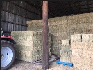 Lucerne Small Squares