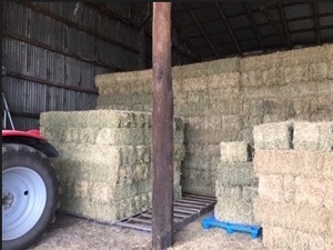 Lucerne Small Squares