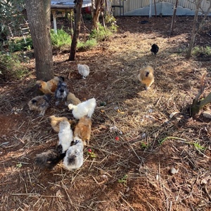Silkie Bantam Roosters 