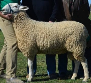 Border Leicester Rams (Normanhurst bred)