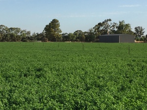 Organic Lucerne hay