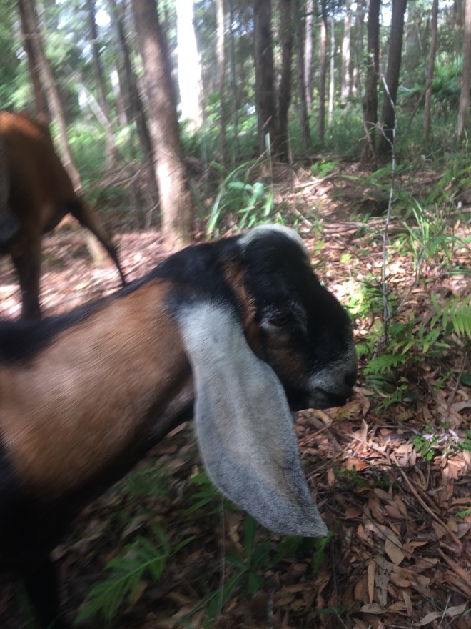 1 x Anglo  Nubian Buck 9 mths