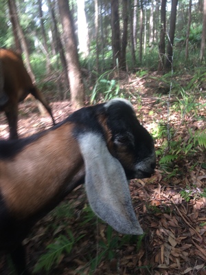 1 x Anglo  Nubian Buck 9 mths