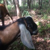 1 x Anglo  Nubian Buck 9 mths