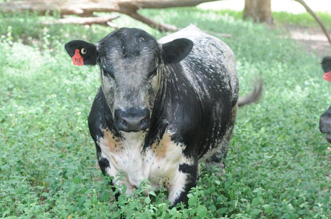 Speckle Park Bull by Southern Auroa