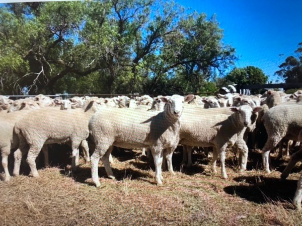 First Cross Ewe Lambs