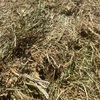 Organic Pasture Hay  Rye/Clover