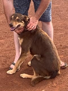 Border Collie X Kelpie Pups