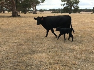 Three Angus cows with calves at foot