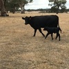 Three Angus cows with calves at foot