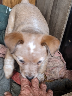 Stumpy tail cattledogs