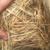 Round Bale Hay