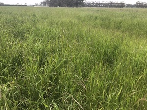 Bale Buster Haymix 