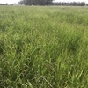 Bale Buster Haymix 