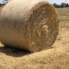 500 x Pasture Hay 5x4 Round Bales