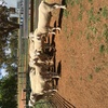 White Suffolk Rams