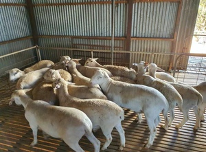 Dorper Rams For Sale