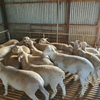 Dorper Rams For Sale