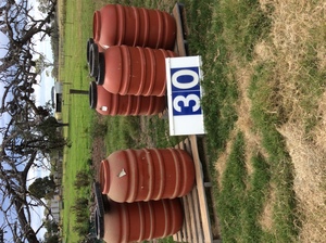 Under Auction (A129) - 6 x Full Drums of Seed Oats