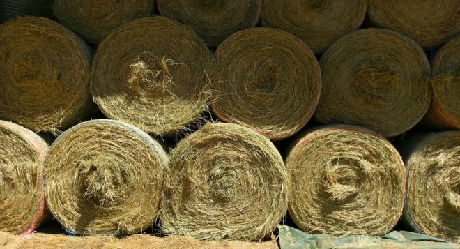 50 Teff Hay 5x4 Round Bales