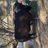 Lowline pure breed Mixed Herd