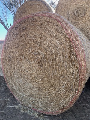 Rye dominant pasture hay