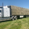 Premium Quality Irrigated Hay