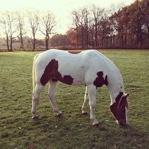 Amazing Arabian pinto gelding (Zion)