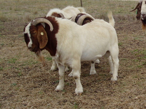 Pureblood boer ewes and rams for sale
