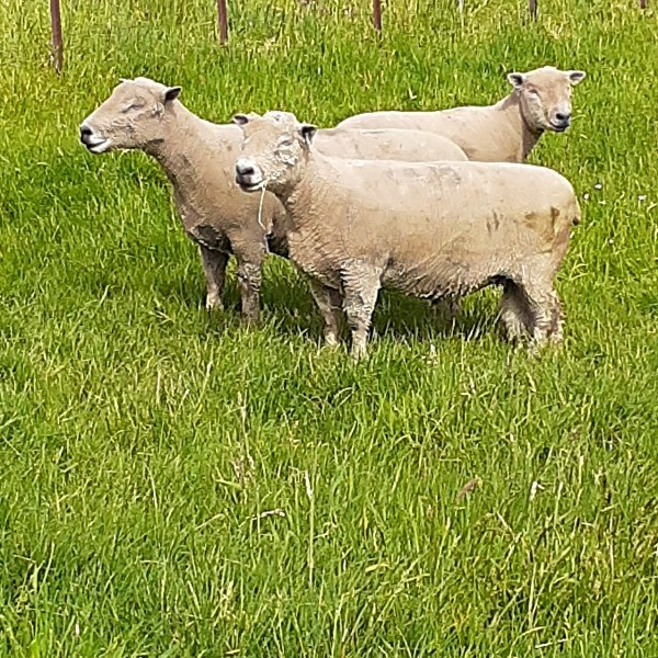 southdown rams