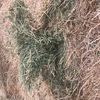41 x Lucerne Hay 600-650kg 8x4x3 Bales