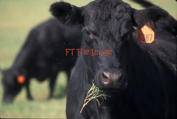 150kg to 250kg Steers or Heifers Wanted