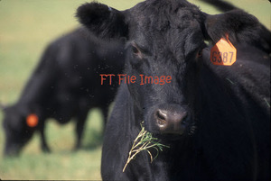 150kg to 250kg Steers or Heifers Wanted