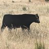Angus Bull Sale
