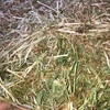 Clover Hay Small Squares in Barron Packs