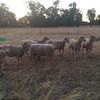 ELM Southdowns quality flock rams for sale