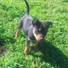 Pure bred kelpie pups for sale