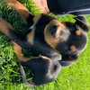 1 Male Pure Bred Kelpie Pup