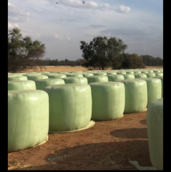 BARLEY SILAGE FOR SALE 