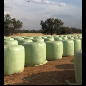 BARLEY SILAGE FOR SALE 