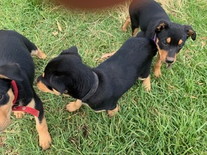 Pure Bred Kelpie Pups