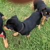 Pure Bred Kelpie Pups
