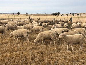 First Cross Ewe Lambs